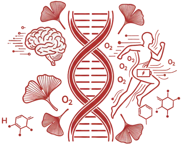 Ginsenosides & Flavonoids